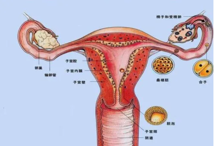 输卵管不孕症是什么？