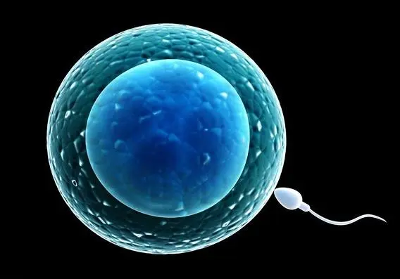 泰国试管排卵以后多久可以进行囊胚移植