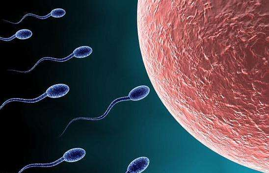 备孕男人吃什么使精子质量更好？