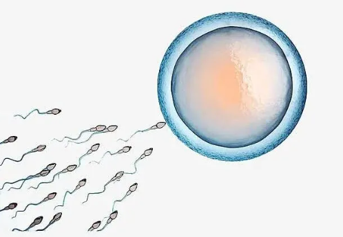 做婴儿 ，需要多少精子？